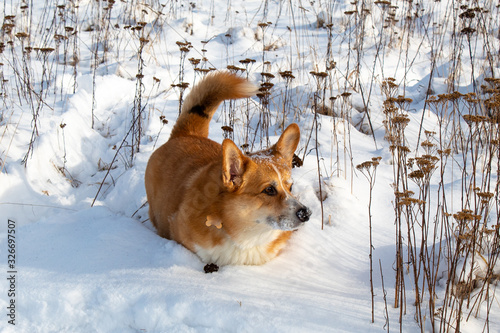 Welsh corgi pembroke winter outdoor walking. Red haired male purebred dog. Enjoying winter, playing in snow photo