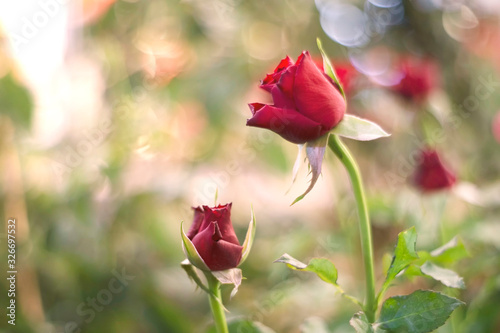 Red rose over green background