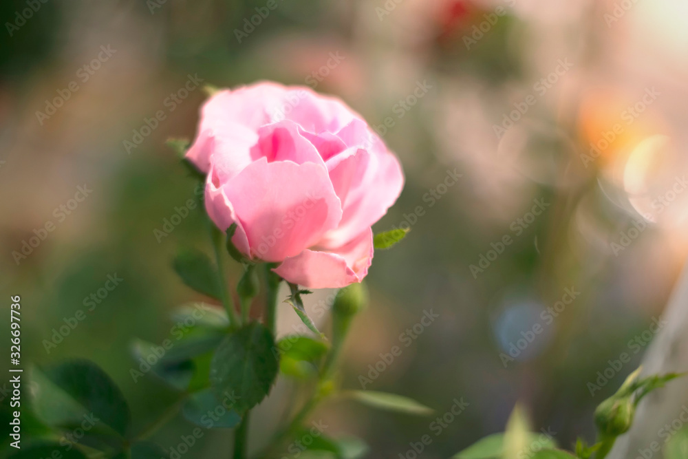 Pink rose over green background