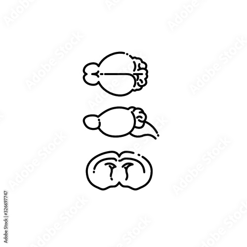 Mouse Brain