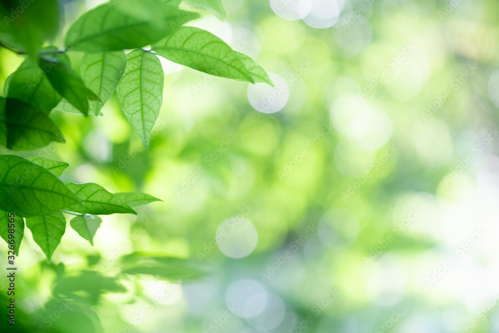 Beautiful nature view of green leaf on blurred greenery background in garden and sunlight with copy space using as background natural green plants landscape, ecology, fresh wallpaper concept. Beautiful nature view of green leaf on blurred greenery background in garden and sunlight with copy space using as background natural green plants landscape, ecology, fresh wallpaper concept.