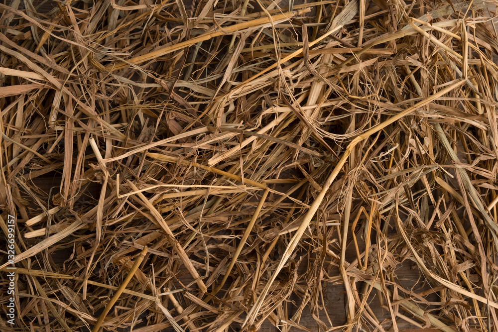 straw (dried rice plant) texture for background straw (dried rice plant) texture for background