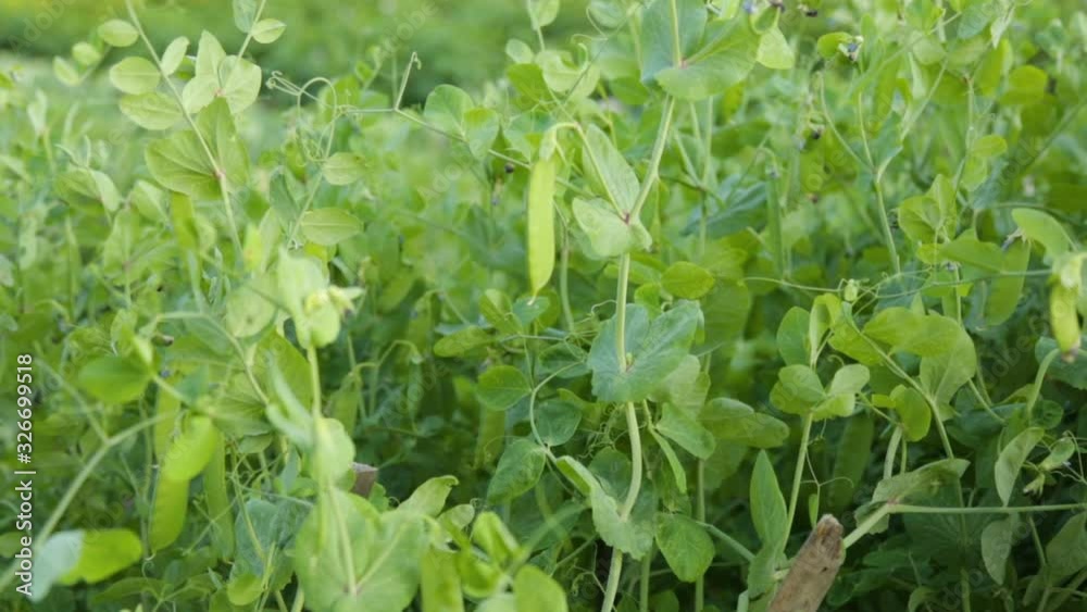 Green peas growing in garden in summer Green peas growing in garden in summer