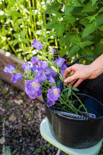 Fresh cut Canterbury bells (Campanula medium) grown in urban garden photo