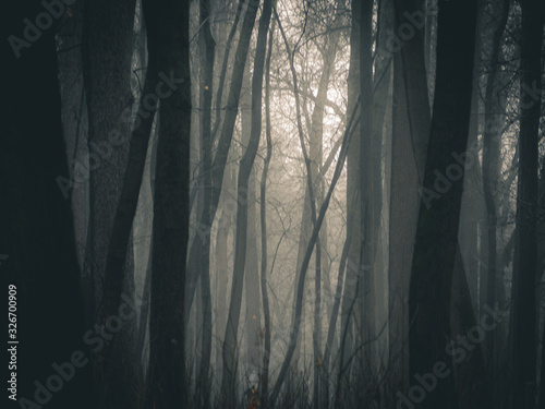 Autumn day in the enchanted forest at fall. Foggy forest with dark bare tree trunks.