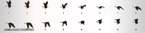 Eagle flying animation sequence, loop animation sprite sheet 
