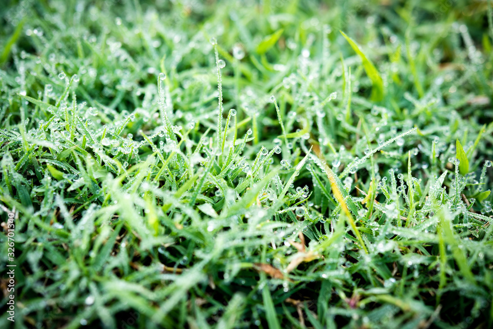 Fresh grass with dew drops close up Fresh grass with dew drops close up