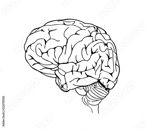 Brain side view in line art style.
