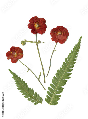herbarium, oshibana, phytotherapy. dried red flowers, gravilate and fern. isolated on white background