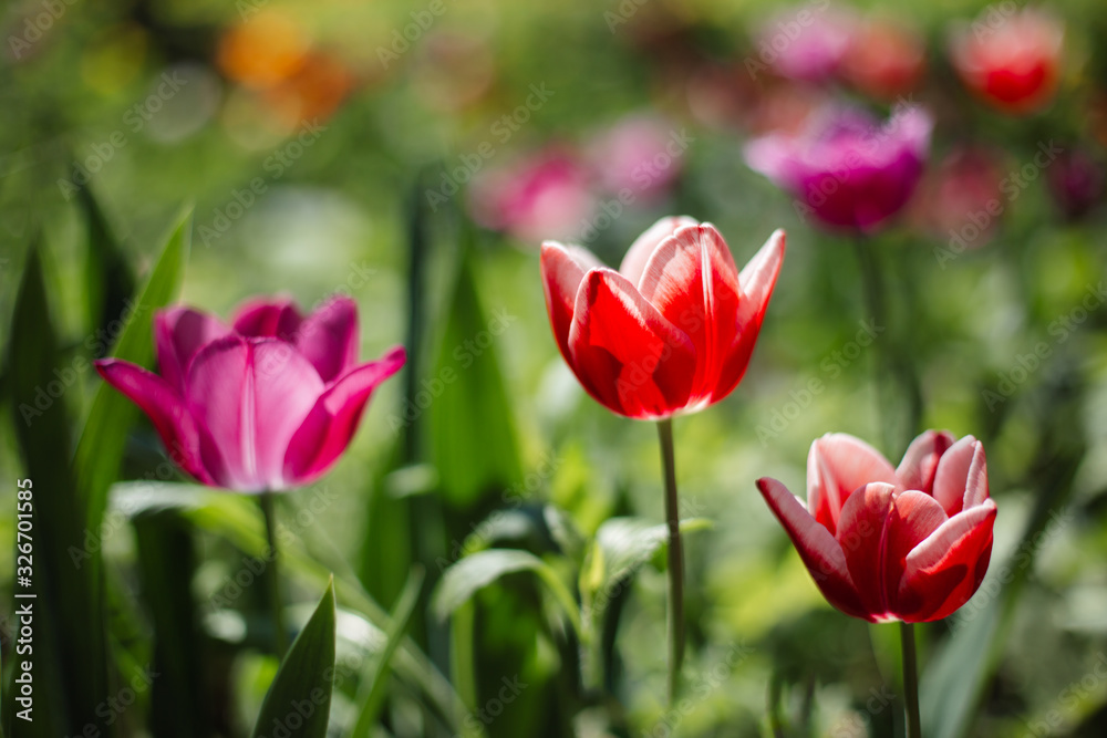 Beautiful red and pink tulips in a spring garden.