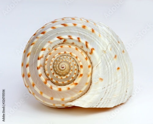 Sea shell on a white background. Close up of beautiful nautical shell