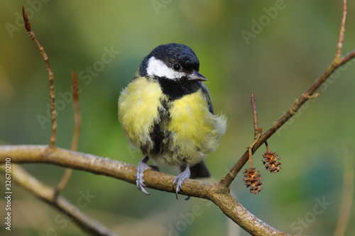 Great tit (parus major) perched on a branch in winter