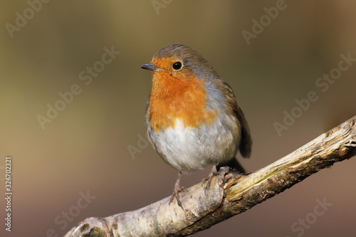 Robin (erithacus rubecula) perched on a branch