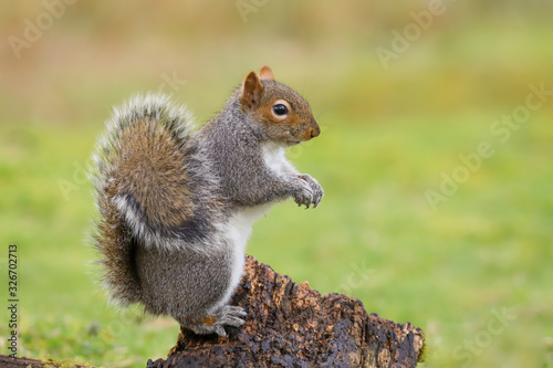 Grey squirrel (sciurus carolinensis) standing up on a tree stump photo