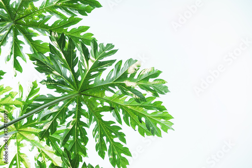 Papaya leaves on isoleted white background