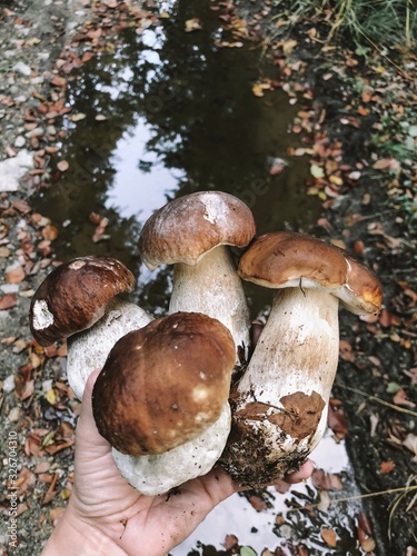 Mushrooms picking in the autumn forest.