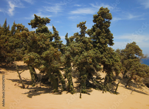 Mediterranean juniper tree. (Specie: Juniperus macrocarpa. Family: Cupressaceae). Beach of Agios Ioanis. Gavdos Island. Greece