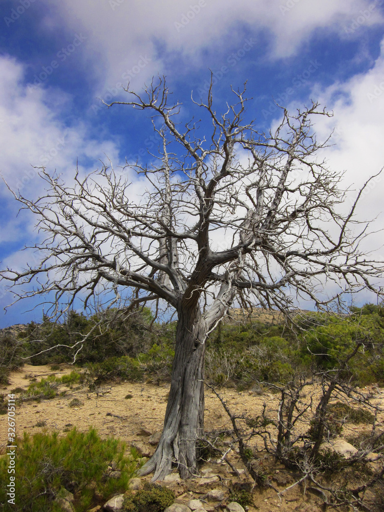 Whithered twisted juniper in the island of Gavdos. Greece. Whithered twisted juniper in the island of Gavdos. Greece.