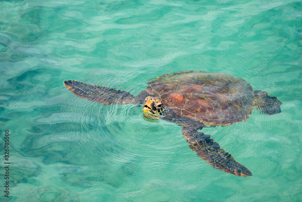 Obraz premium A marine turtle surfacing to breath on the waters of Puerto Baquerizo Moreno, San Cristobal Island, Galapagos Islands, Ecuador