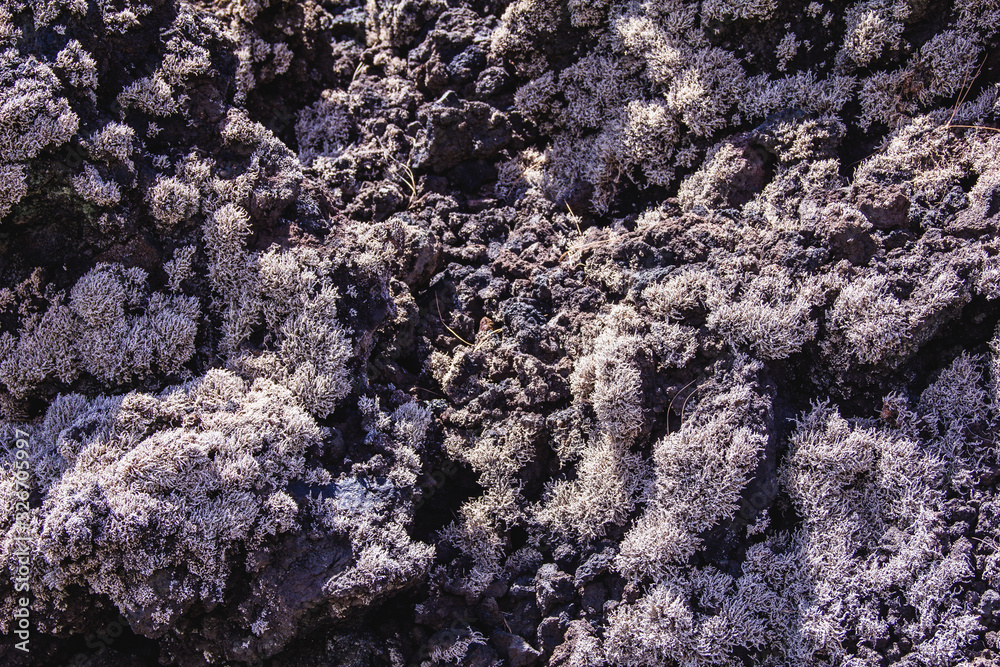 Vegetation growing on the craters of the volcano, La Palma, Spain