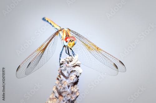 Large dragonfly (Odonata) with yellow eyes resting on a lavender plant, Cape Town, Africa