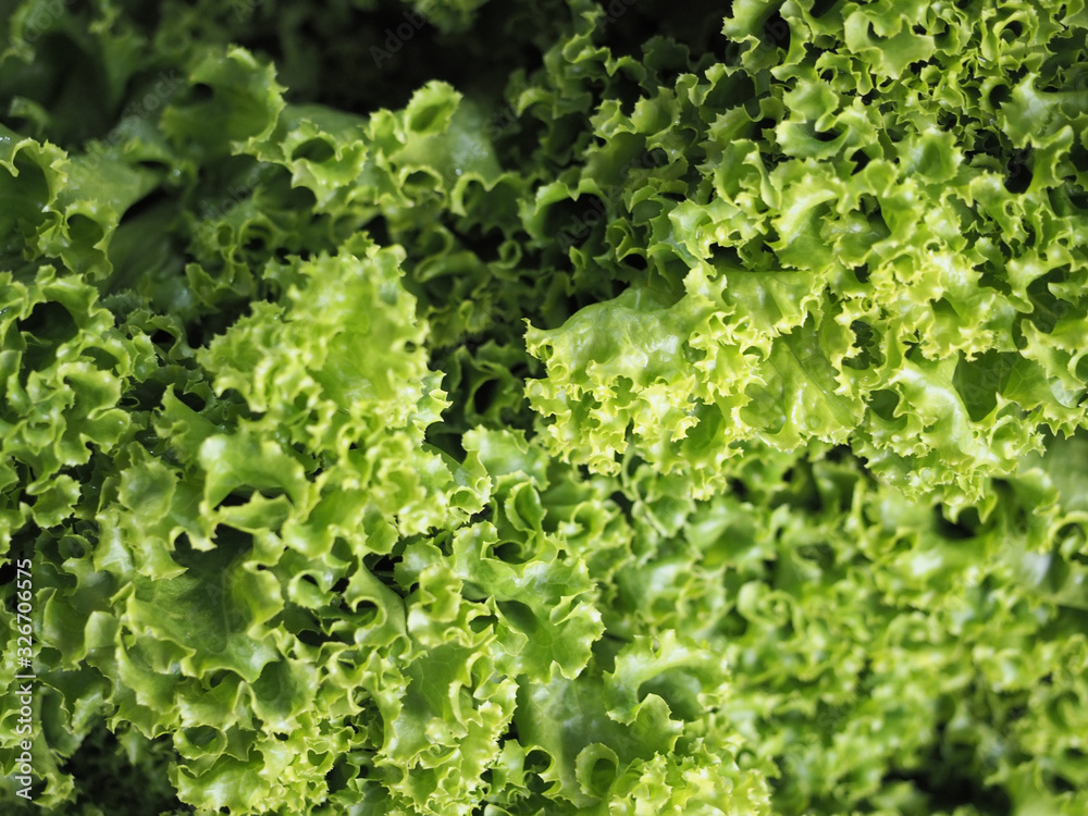 Lettuce Lettuce