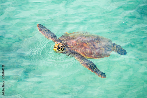 A marine turtle surfacing to breath on the waters of Puerto Baquerizo Moreno, San Cristobal Island, Galapagos Islands, Ecuador