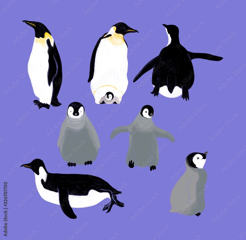 Fototapeta premium Penguin iillluustration