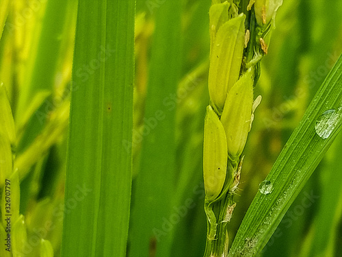 water drops on green rice