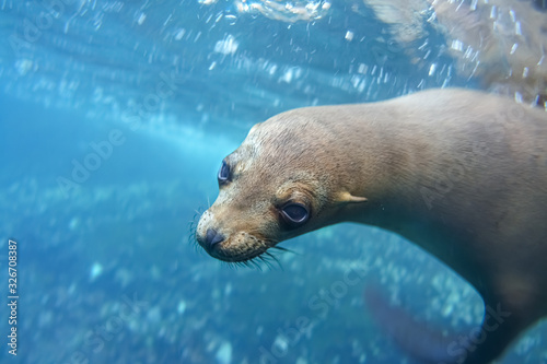 Playing with a young sea lion while snorkeling near Leon Dormido (Kicker Rock), San Cristobal Island, Galapgos Islands, Ecuador