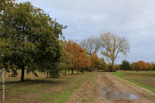 a row of trees with colourful leaves along an unpaved path in the forest in autumn