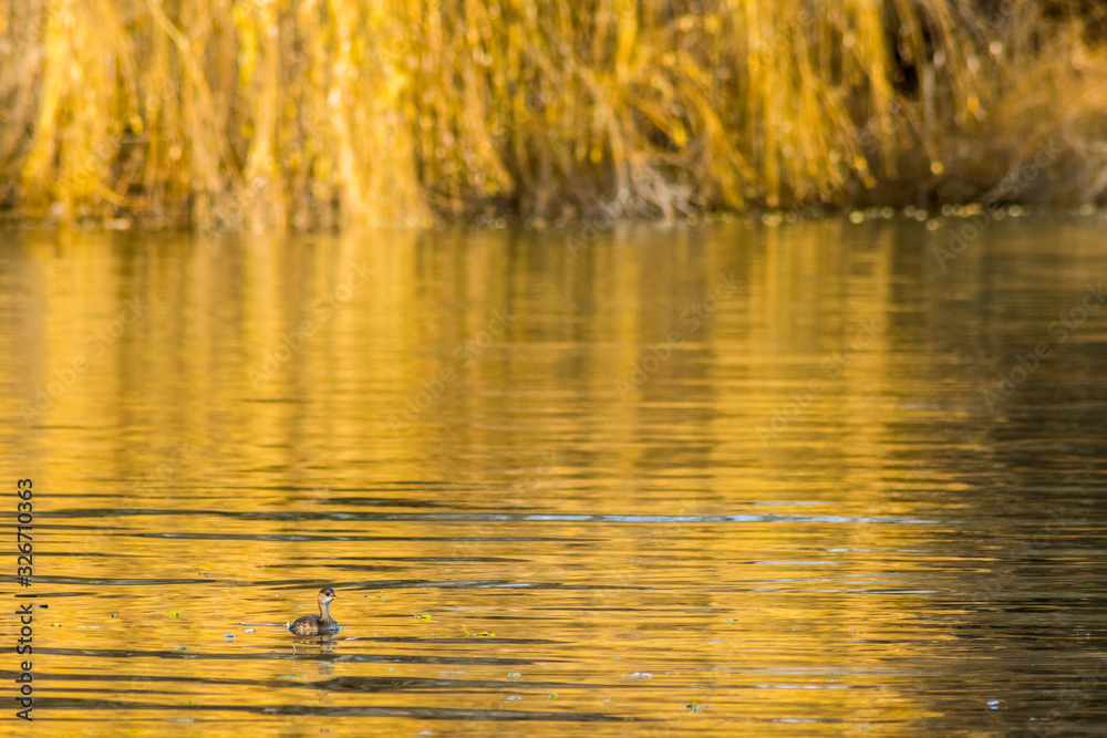 Cormorant fishing in the lake wildlife Cormorant fishing in the lake wildlife