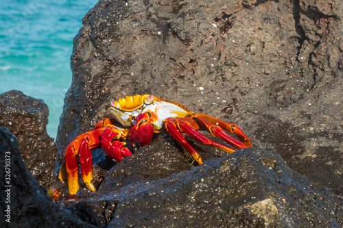 Sally Lightfoot Crab on Espanola Island, Galapagos Islands, Ecuador