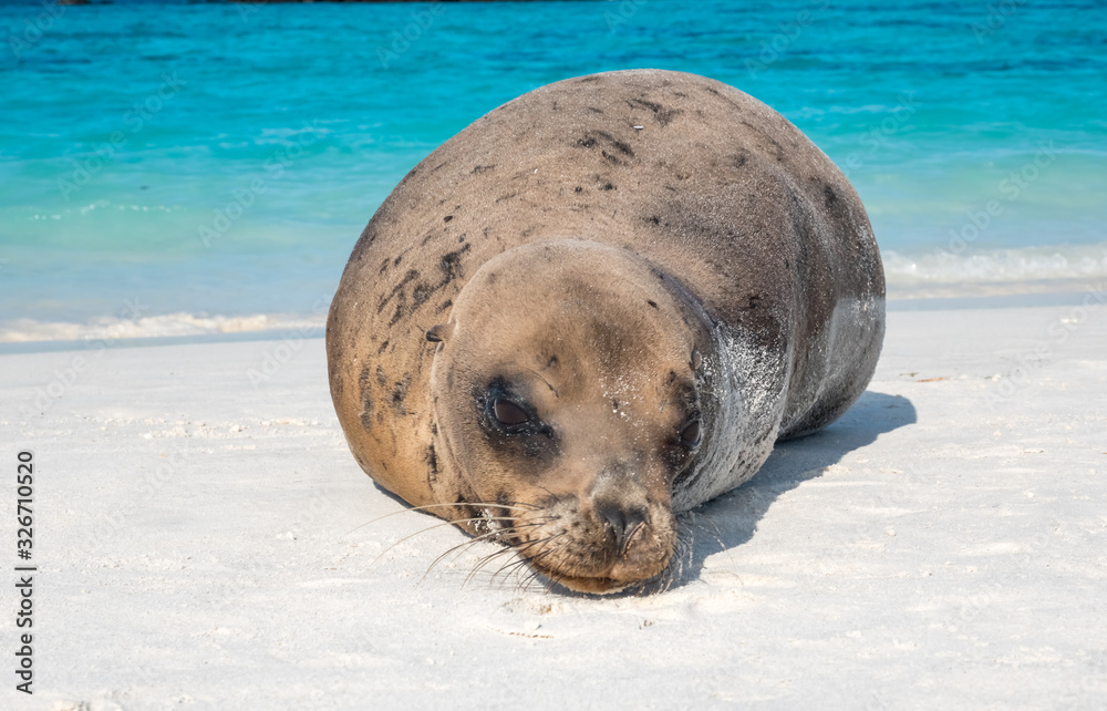 Fototapeta premium Large sea lion groups resting on a sandy beach on Espanola Island, Galapagos Islands, Ecuador