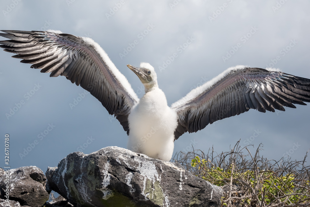 Nazca booby chick learning to fly on a cliff on Espanola Island, Galapagos Islands, Ecuador Nazca booby chick learning to fly on a cliff on Espanola Island, Galapagos Islands, Ecuador