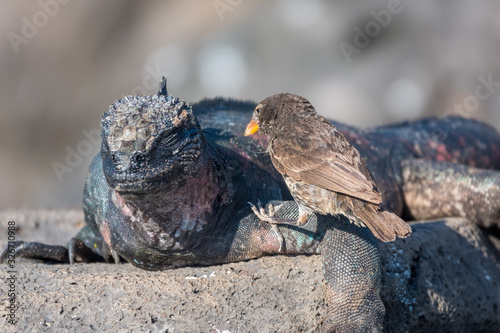 Fotografía A Darwin finch eating the shading skin from a marine iguana on Espanola Island,