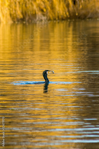 Cormorant fishing in the lake wildlife