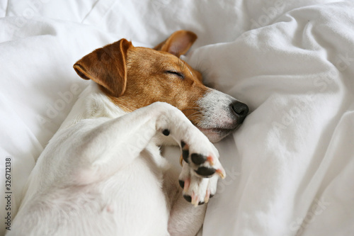 Cute Jack Russel terrier puppy with big ears sleeping on a bed with white linens. Small adorable doggy with funny fur stains lying in adorable positions. Close up, copy space, background.
