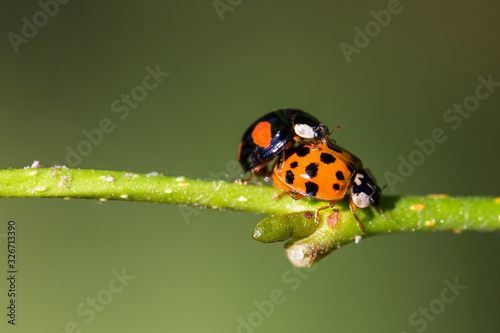 coupling of ladybirds on a rod