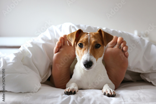Emotional support animal concept. Sleeping man's feet with jack russell terrier dog in bed. Adult male and his pet lying together on white linens covered with blanket. Close up, copy space, background © Evrymmnt