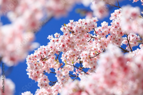 美しい日本の桜