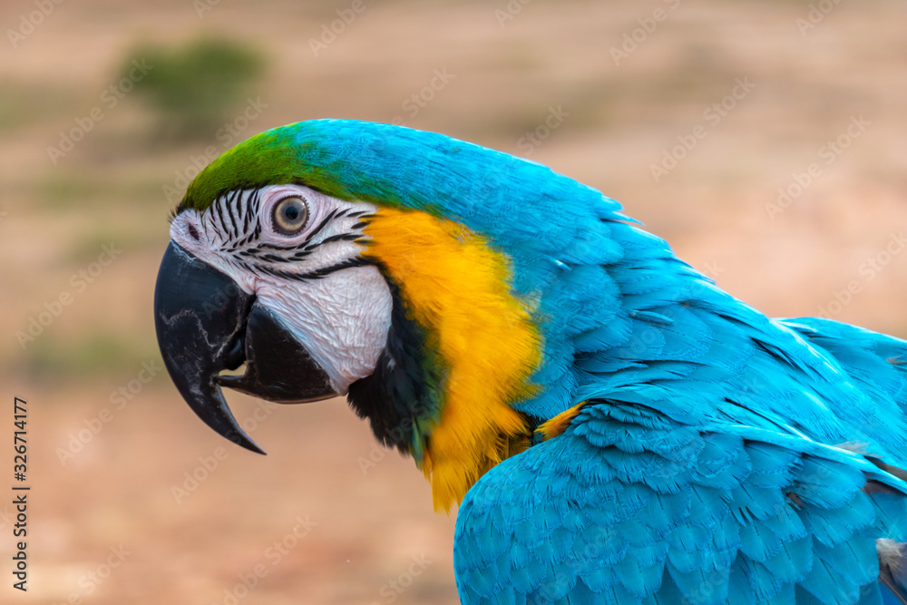 Parrot with close up view