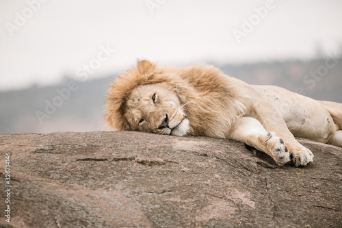 lazy lion on th rock in safari