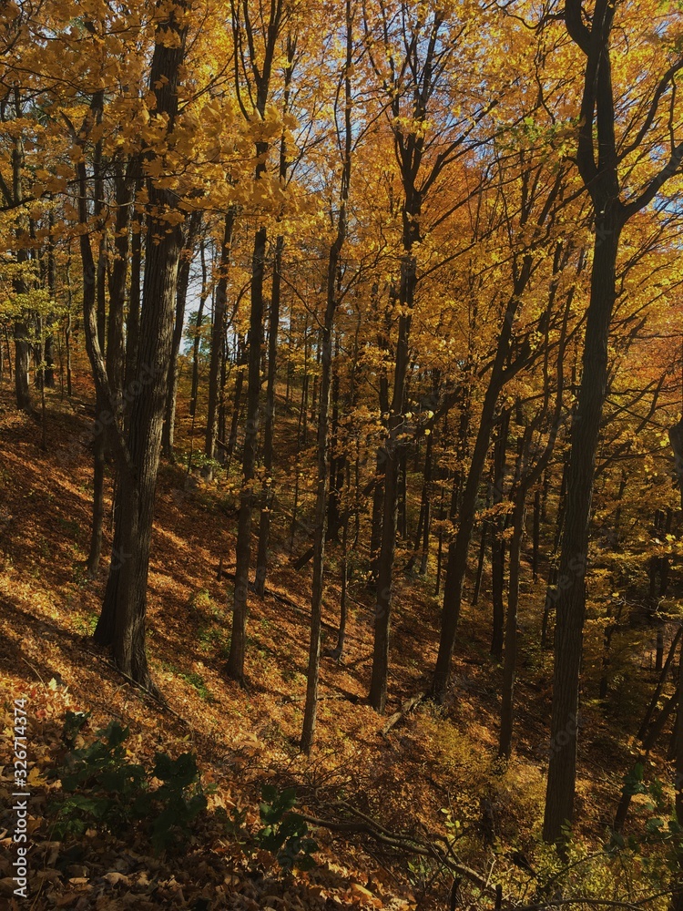 forest in autumn forest in autumn