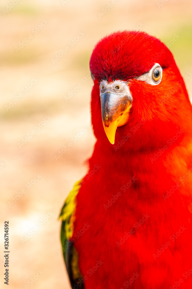 Fototapeta premium Parrot with close up view