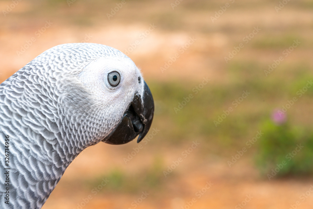 Obraz premium Parrot with close up view