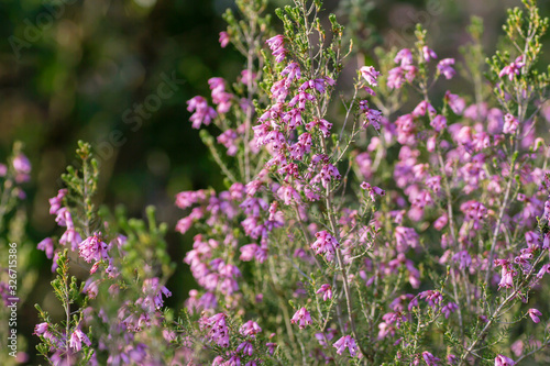 Irish heath blossom