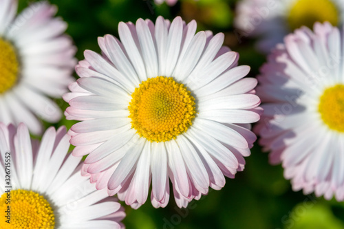 Closeup of a beautiful pink and white Marguerite  Daisy flower. Leucanthemum vulgare  the ox-eye daisy  oxeye daisy. Summer background