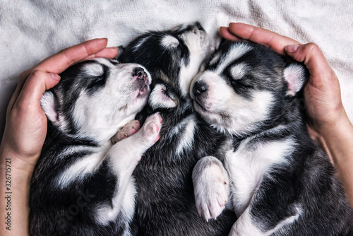 Canvastavla three sleeping husky puppies