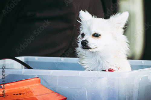 Petit chien de race loulou blanc photo